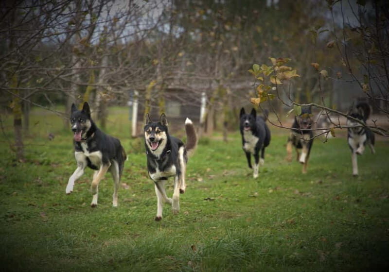 SLED DOG KENNEL VISIT TARTU COUNTRY ESTONIA - Frequently Asked Questions