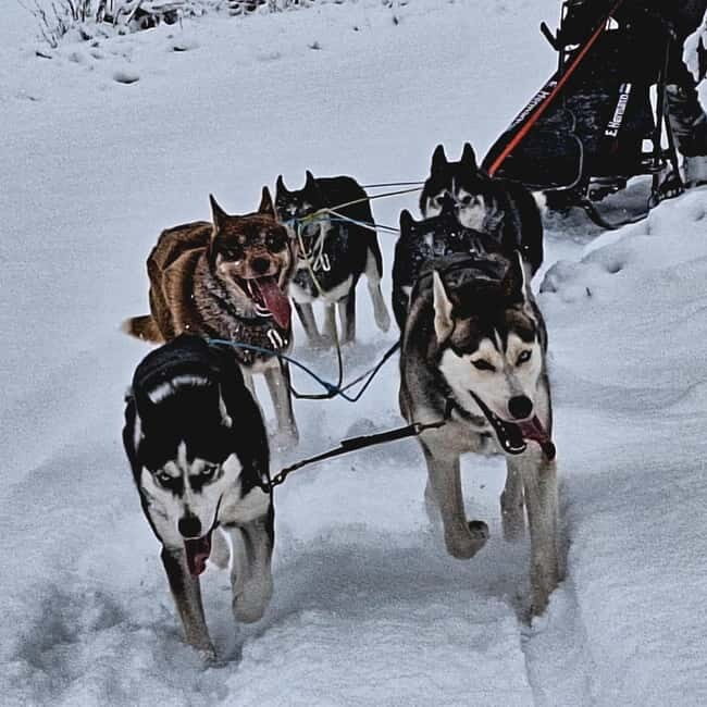 SLED DOGS VISIT & DRIVE ROUND TARTU COUNTRY ESTONIA - Key Points