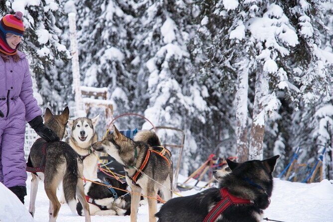 Sledding and Homesteading Adventure - Sledding and Homesteading Adventure: An Authentic Taste of Alaska’s Working Dogs