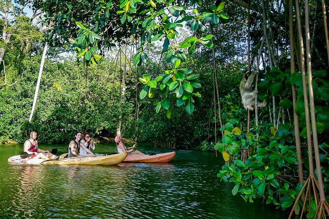 Sloth and Kayak Tour in Punta Uva Beach and Jungle - A Deep Dive into the Experience