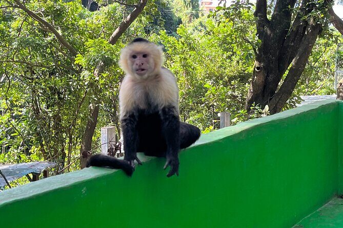 Sloth and Monkey Park Private Tour at Roatan with Pickup - The Value of the Experience