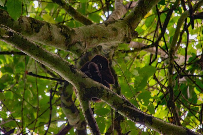 Sloth and Monkey Wild Life Tour - The Sum Up