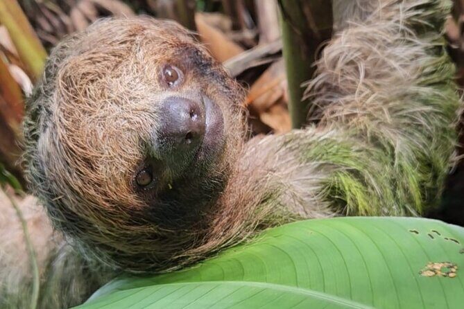 Sloth Discovery, Río Celeste & CoffeeCacao Journey - A Deep Dive into the Tour Experience