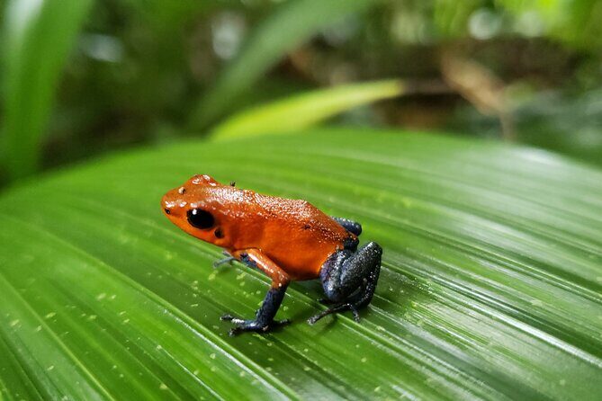 Sloth Discovery, Río Celeste & CoffeeCacao Journey - FAQ