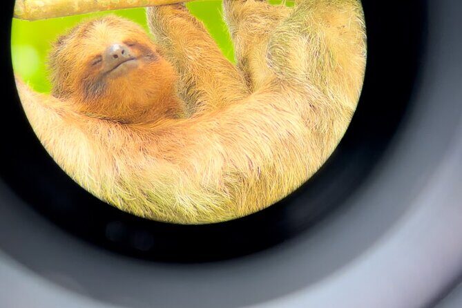 Sloth Discovery Tour in La Fortuna Wildlife - An In-Depth Look at the Sloth Discovery Tour