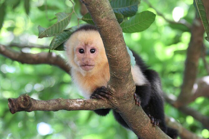 Sloth Encounter & Rainforest Experience - Who Would Love This Tour?