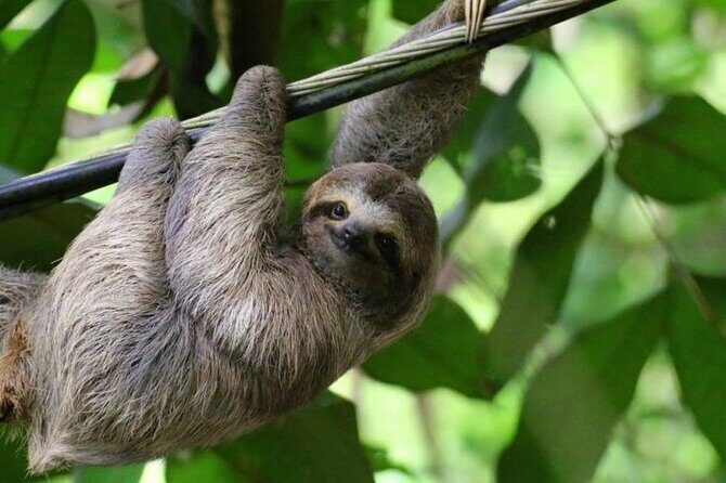 Sloth Farm Watching Tour & Amazimg Waterfall - Exploring the Costa Rican Rainforest: Sloth Farm & Waterfall Tour