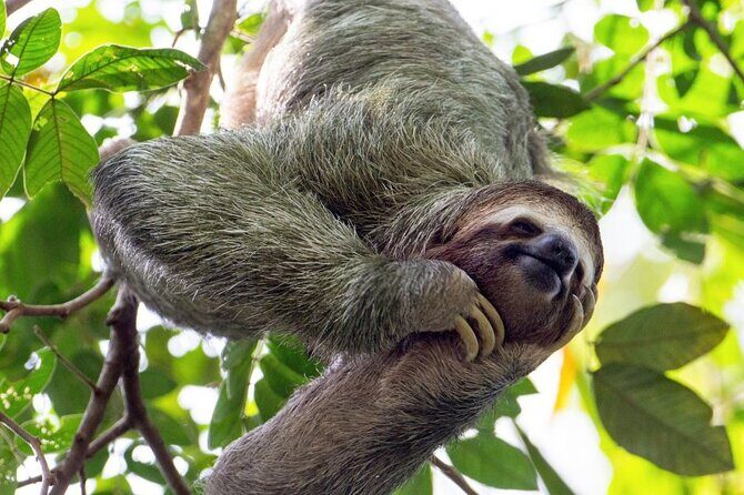 Sloth Farm Watching Tour & Amazimg Waterfall - Key Points