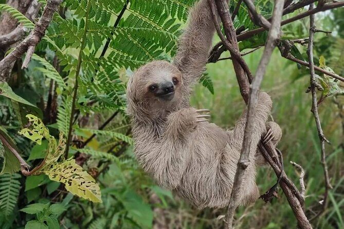 Sloth Forest Tour, Organic Coffee and Chocolate Tour & Waterfall - Key Points