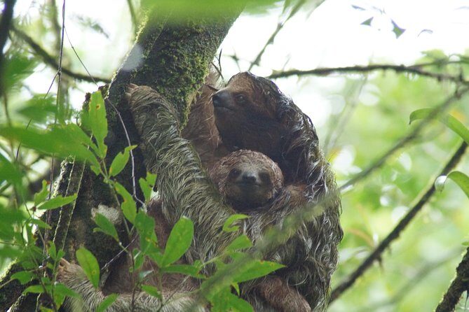 Sloth Observation, Coffee, Chocolate & Sugar Cane Experience - An In-Depth Look at the Experience