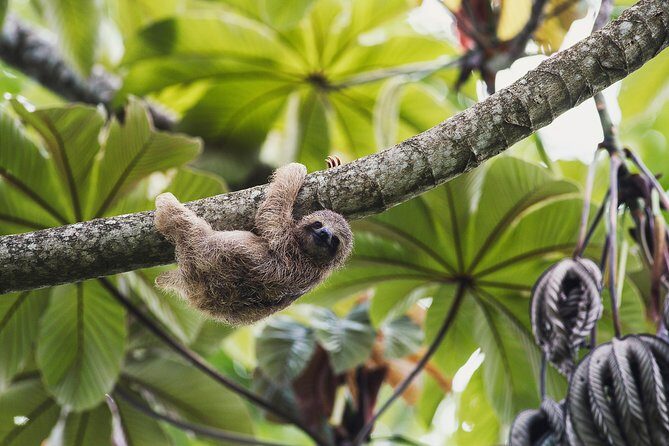 Sloth Sanctuary + Rafting class II & III Combo - Key Points