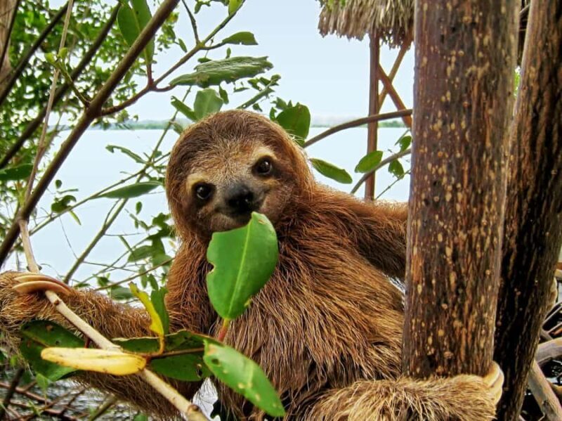 Sloth Search - Sloth Search in Puerto Maldonado: An Authentic Jungle Encounter