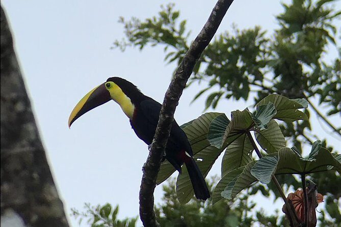 Sloth tour and Wildlife Encounter - The Experience from the Traveler’s Perspective