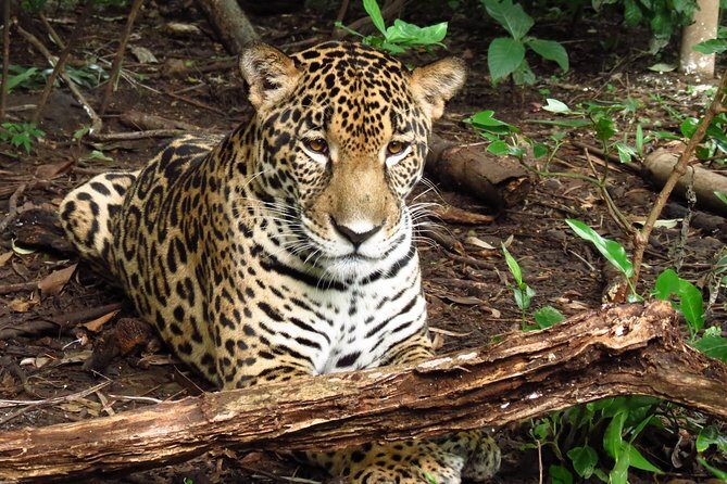 Sloth tour and Wildlife Encounter - FAQ Section