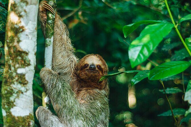 Sloth Tour in La Fortuna - Arenal . NATURAL HABITAT - Key Points