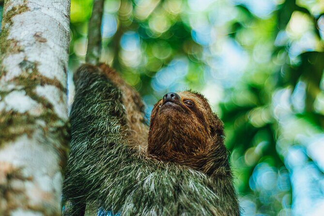 Sloth Tour in La Fortuna - Arenal . NATURAL HABITAT - In-Depth Review: What to Expect on the Sloth Tour