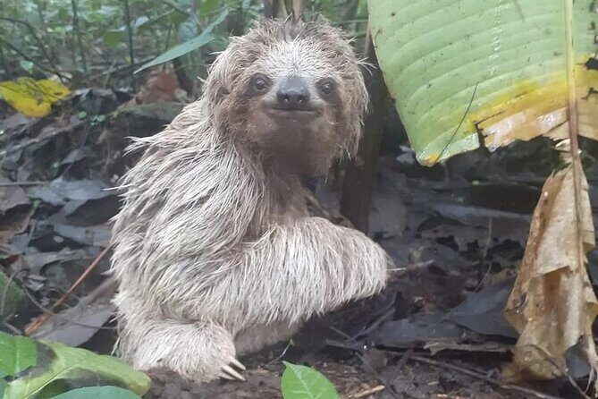 Sloth Tour in La Fortuna Private Guide - The Experience in Detail
