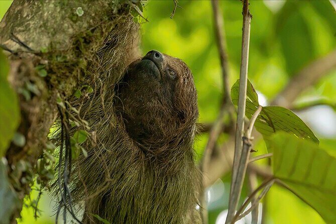 Sloth Tour in the Rainforest from Costa Rica - Key Points
