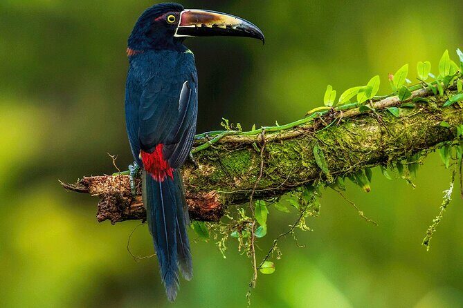 Sloth Tour in the Rainforest from Costa Rica - Exploring the Sloth Tour in Detail