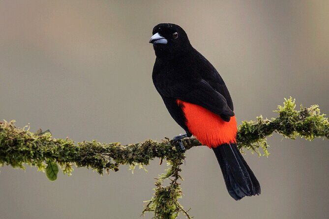 Sloth Tour in the Rainforest from Costa Rica - Who Should Consider This Tour?