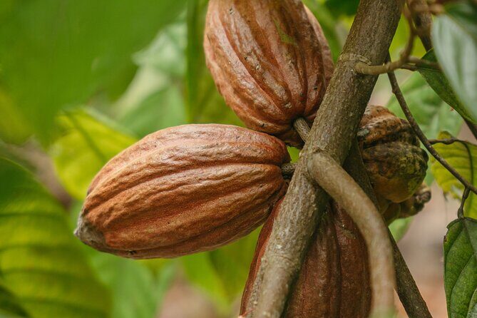 Sloth Tour Manuel Antonio National Park - Key Points