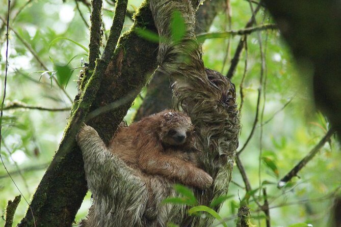 Sloth Watching Trail - A Deep Dive into the Experience