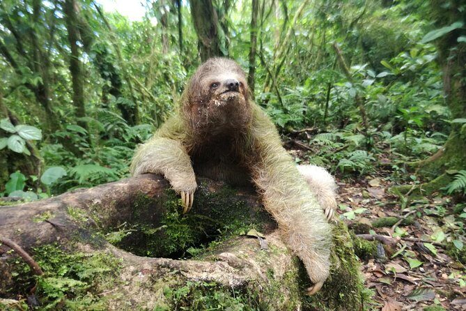 Sloth Watching Trail - FAQs