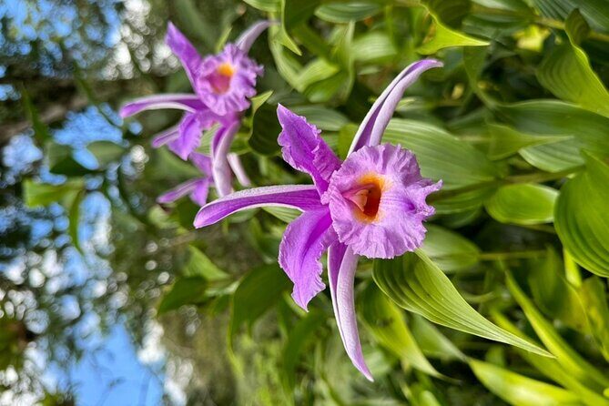 Sloth Watching + Waterfall & Organic Coffee and Chocolate Tour - What’s Included and What to Keep in Mind