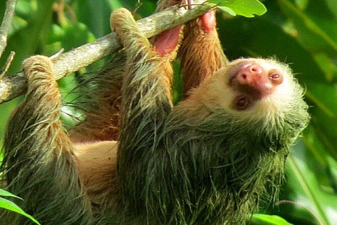 Sloth Watching Wildlife Tour in La Fortuna, Costa Rica - Experience the Best of Costa Rica’s Wildlife with a Sloth Watching Tour in La Fortuna