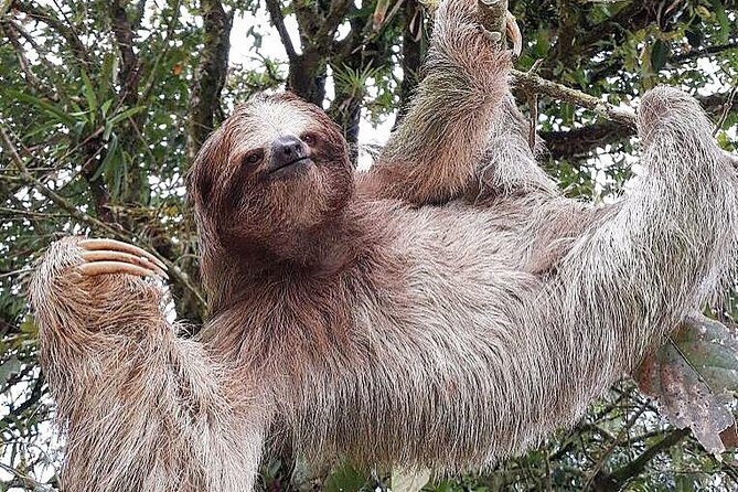Sloth Watching Wildlife Tour in La Fortuna, Costa Rica - Key Points