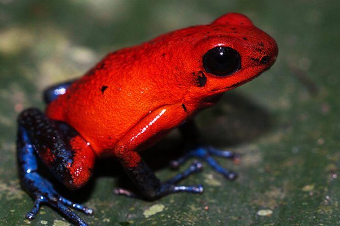 Sloth Watching Wildlife Tour in La Fortuna, Costa Rica - Value and Considerations