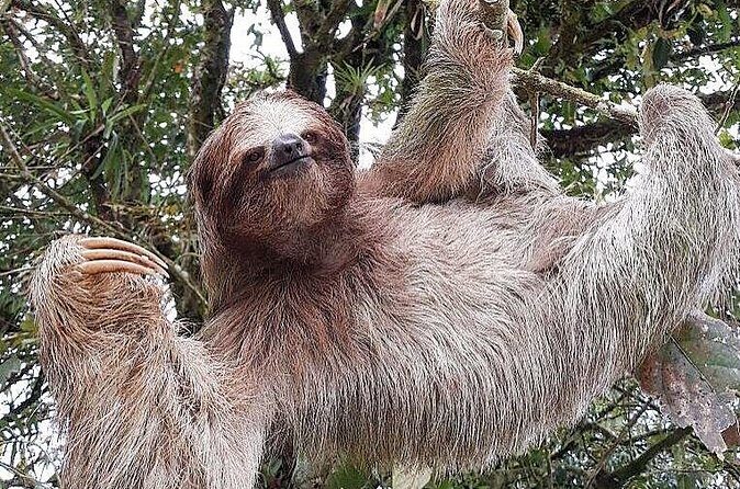 Sloth Watching Wildlife Tour in La Fortuna, Costa Rica - FAQ