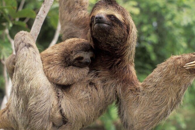 Sloth, waterfall, Costa Rican lunch coffee and chocolate tour - Discovering Costa Rica’s Rainforest: Sloths, Waterfalls, and Local Flavors