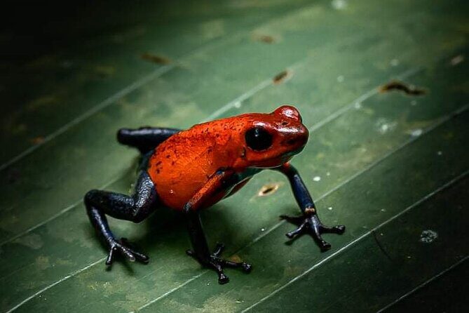 Sloth, waterfall, Costa Rican lunch coffee and chocolate tour - The Sum Up: Is This Tour Right for You?