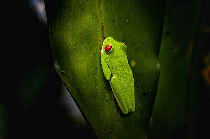 Sloth, waterfall, Costa Rican lunch coffee and chocolate tour - FAQ