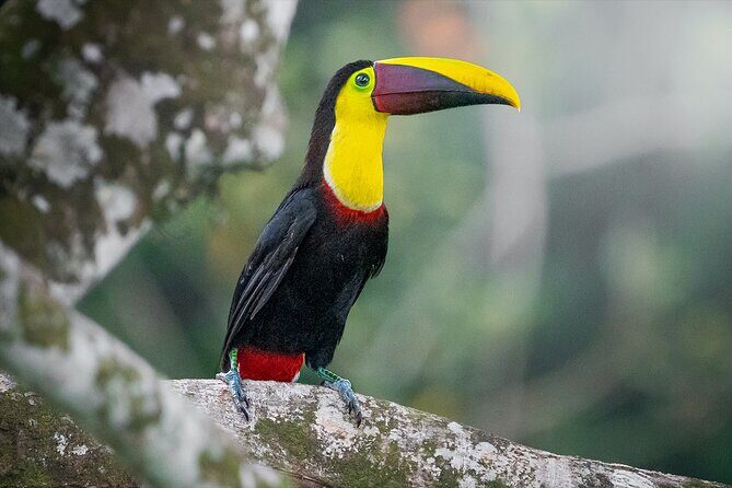 Sloth & Wildlife Nature Walk - FAQ