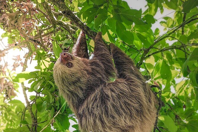 Sloth & Wildlife Nature Walk - FAQ