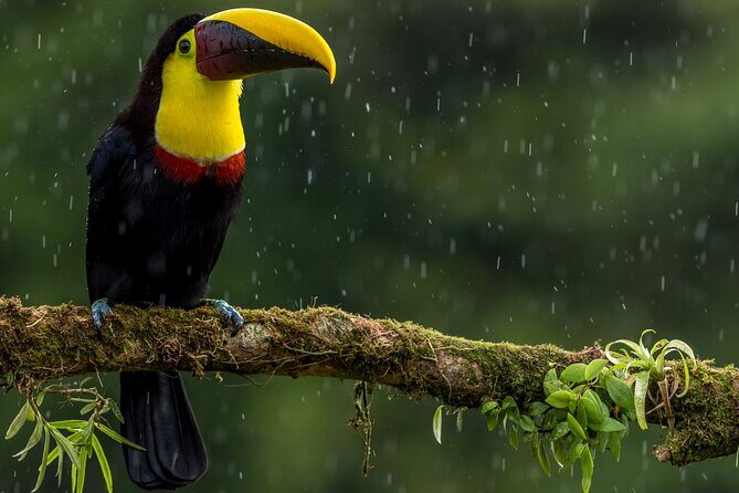 Slothies and Birds Sightseeing - Key Points