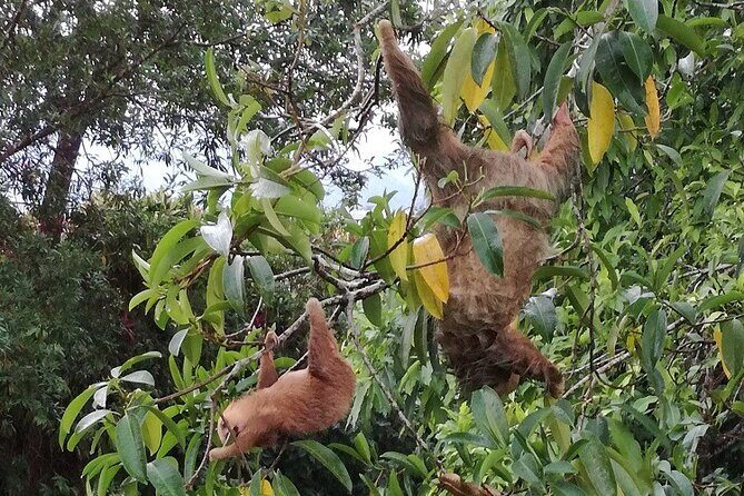 Slothies and Birds Sightseeing - Key Points