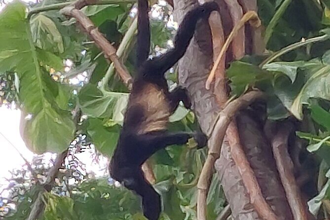 Sloths in the Rain Forest and Safari by the River - FAQs