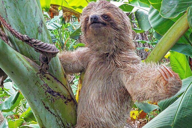 Sloths in the rain forest + safari by the river - An In-Depth Look at the Costa Rican Rainforest & River Safari