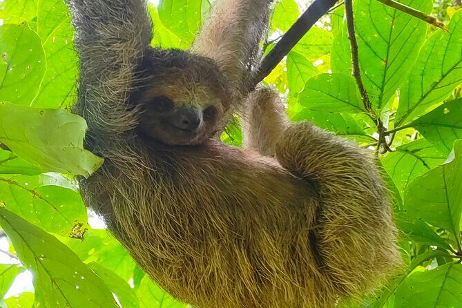 Sloths in the rain forest + safari by the river - Practical Details and Tips
