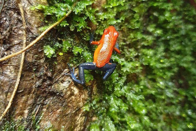 Sloths in their natural habitat & Blue river waterfall - Who This Tour Is Best For