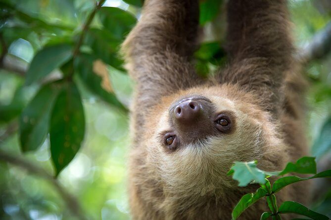 Sloths Lovers Tour. Puerto Limon Shore Excursion - A Closer Look at the Itinerary