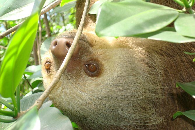 Sloths Lovers Tour. Puerto Limon Shore Excursion - The Itinerary in Detail