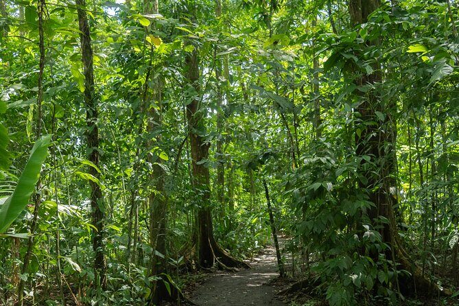 Sloths Observation and Coffee, Chocolate, Sugarcane Experience - Final Thoughts