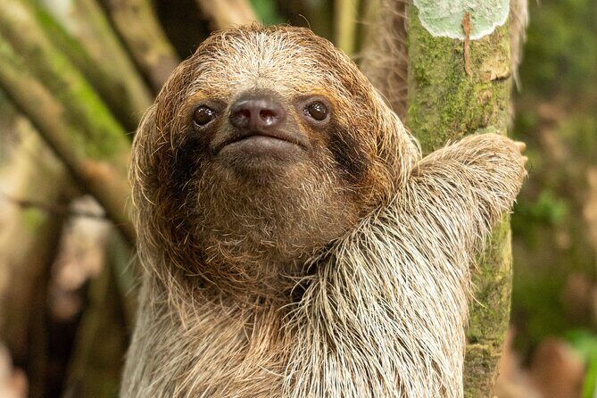 Sloths Observation and Coffee, Chocolate, Sugarcane Experience - FAQ