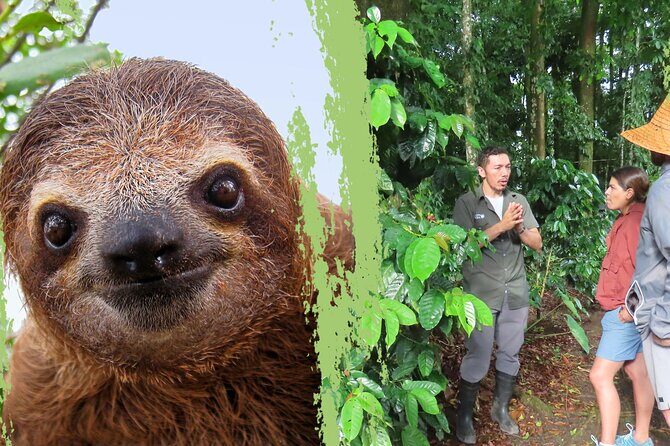 Sloths Observation and Coffee, Chocolate, Sugarcane Experience - Key Points