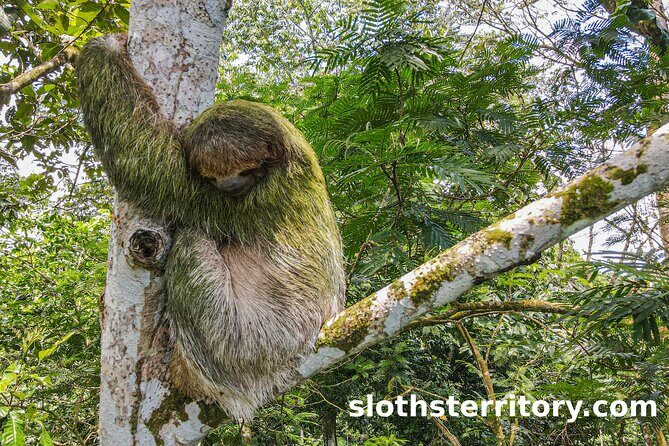 Sloths Watching Tour through Sloth's Territory - In-Depth Review of the Sloths Territory Tour