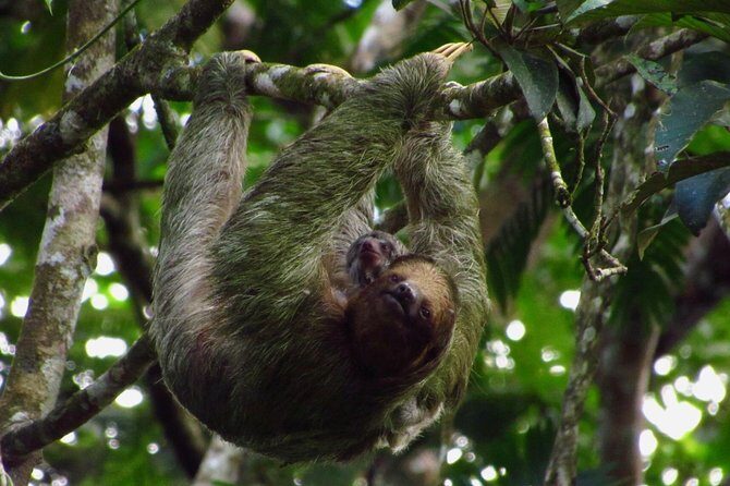Sloths Watching Tour through Sloth's Territory - FAQ